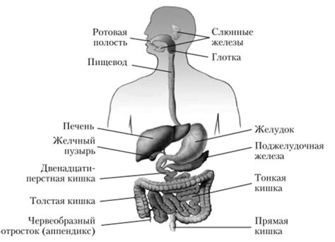 Значение пищеварительной системы в организме человека