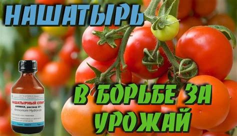 Значение правильной обработки растений в борьбе с болезнями и вредителями