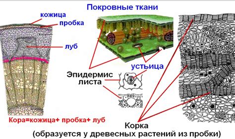 Значение проводящей ткани в жизни растений