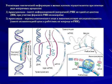 Значение процесса копирования генетической информации в живых клетках