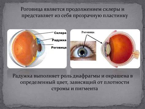 Значение систематического контроля органов зрения