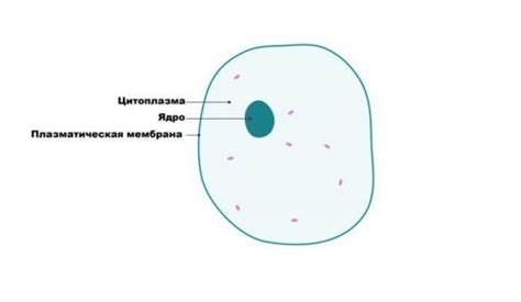 Значение цитоплазмы в клетках растений: основные аспекты