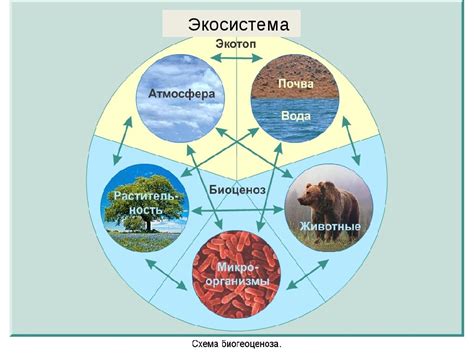 Значение экосистем лесной среды для человека и природы