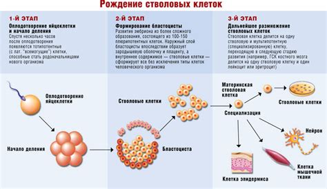 Значимость биологического материала младенцев для хранения стволовых клеток