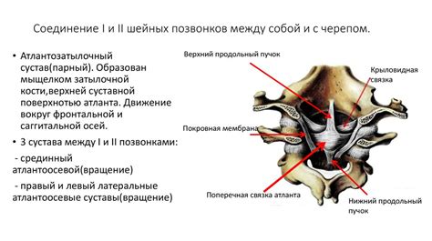 Значимость движений головы, поддерживаемых вторым позвонком