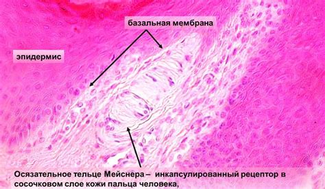 Значимость изучения эпителиальной ткани для сферы медицины и научных исследований