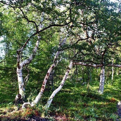 Значимость карельской берёзы в современном экологическом движении