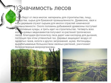 Значимость охраны эвкалиптовых лесов Абхазии и экологические угрозы