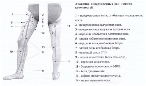 Значимость правильного строения верхней части ноги для корректного функционирования организма