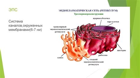 Значимость расположения эндоплазматической сети в патологических состояниях