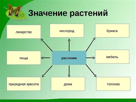 Значимость растений и их роста при определении сторон света