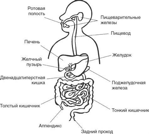 Значимость регулярного отслеживания состояния пищеварительной системы