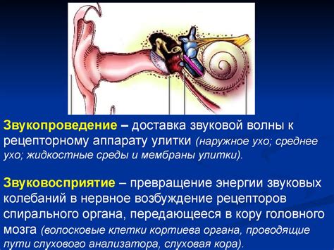 Значимость реснитчатого покрытия в функционировании слуховой системы