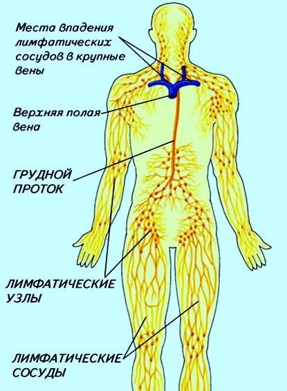 Значимость состояния лимфатических узлов в области паховой области у мужчин