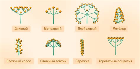 Значимость структурной организации сложных соцветий