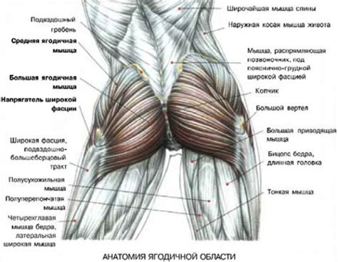 Значимость физической активности для мышц ягодиц в сидячем положении