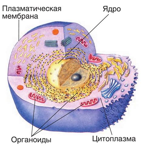 Значительность содержания цитосоля в клетках организма