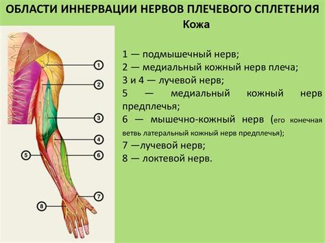 Зона подмышечного пространства: достоинства и особенности