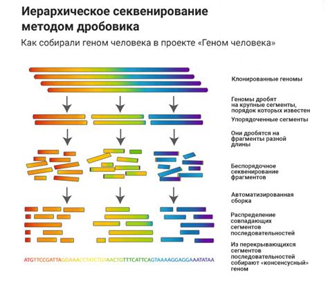 Зоны с минимальным наличием опасных мутаций