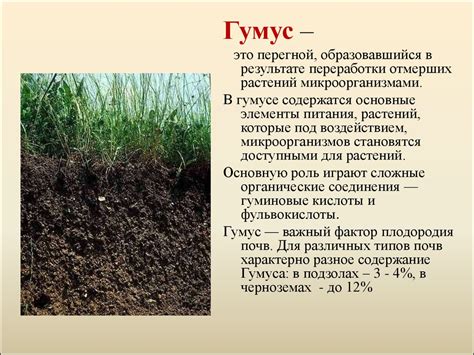 Идеальный состав почвы для ялтинского лука