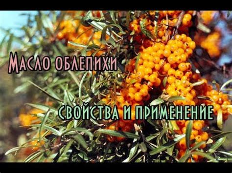 Идея №1: Процесс изготовления осадка косточек облепихи