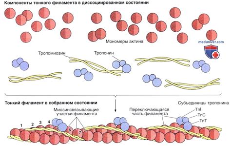 Изгибатели и мышцы: строение главных компонентов канала