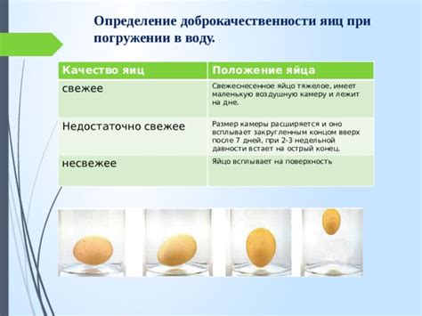 Изменение состояния яйца при погружении в воду: результаты эксперимента