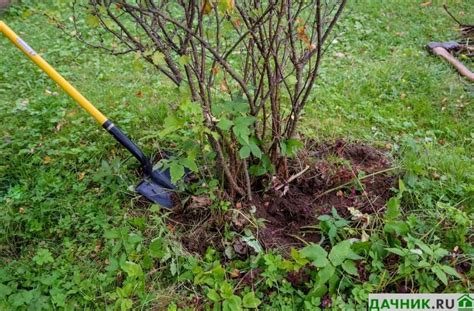 Изменение урожайности при радикальной обрезке кустов смородины