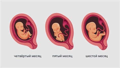 Изменения, которые происходят с эмбрионом на разных этапах беременности