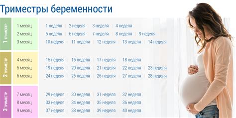 Изменения размера и чувствительности матки в ранние сроки беременности