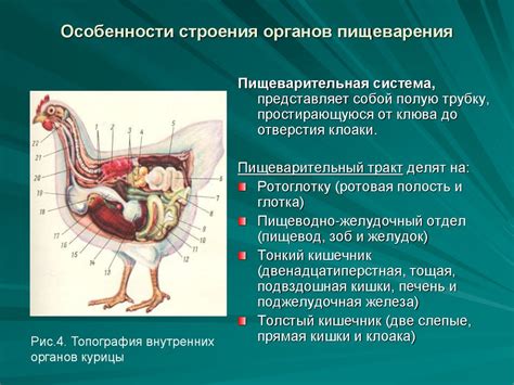 Изучение многообразия разновидностей домашней фауны и их отличительных особенностей