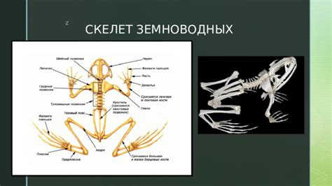 Изучение особенностей капустных усов