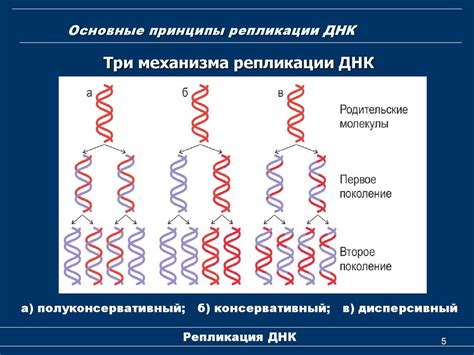 Изучите основные принципы работы ДНК тестов