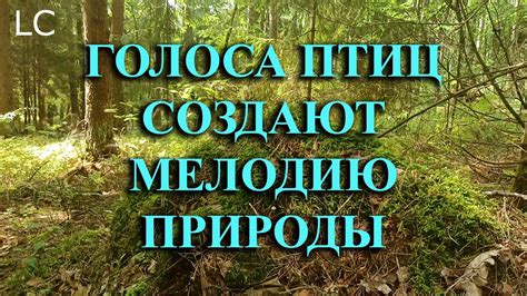 Изучите представления вальгальцев о сокровище природы