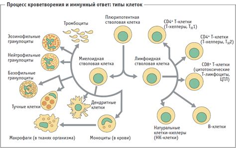 Иммунитет и кефир: естественная связь