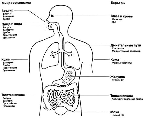 Иммунная система персонажей: защита от распространения инфекций в виртуальном мире