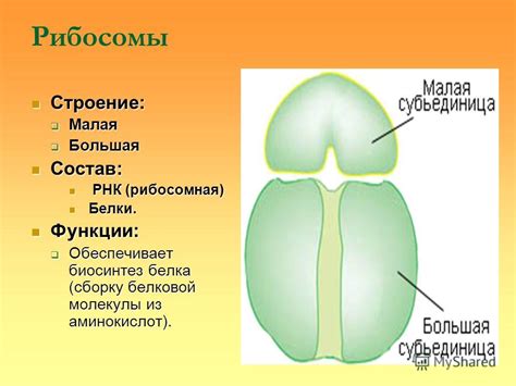 Иммунная функция рибосом