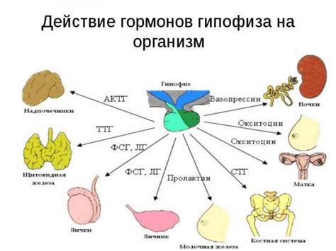 Индивидуальная функциональная система: роль гормонов в регуляции влияния на обмен веществ организма