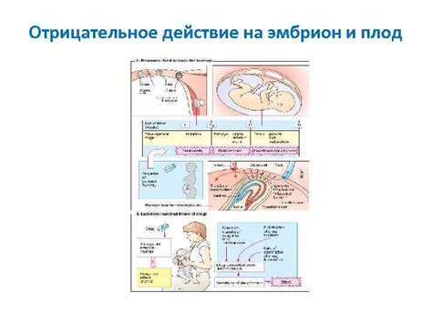 Индивидуальные особенности организма