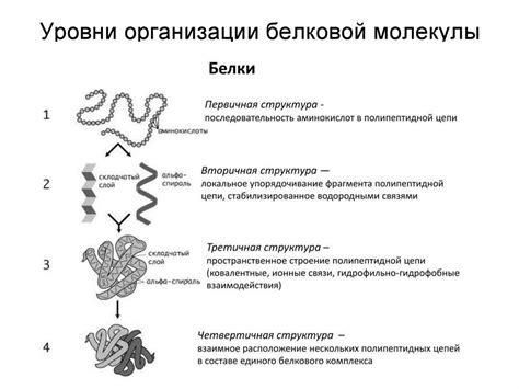 Инициация процесса формирования белковой структуры