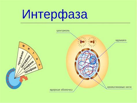 Интерфаз: фундаментальный этап клеточного цикла