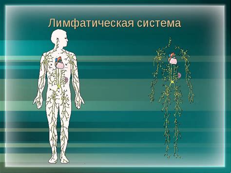 Инфекционные заболевания и роль лимфатической системы