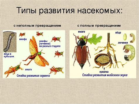 Исключительные случаи среди насекомых: когда личинки претерпевают необычные превращения