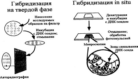 Использование двигательных структур бактерий в медицине