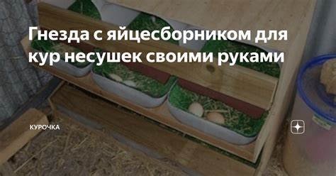 Использование куриного гнезда – выгоды для фруктового садоводства