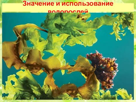 Использование рубиновых водорослей: увлекательные области применения и перспективы развития