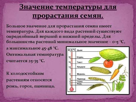 Исследование: перспективы прорастания семян в организме