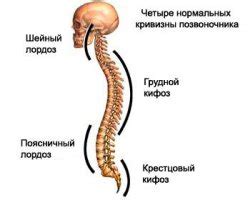 Исследование и лечение проблем в области шейного позвоночника: доступные методы и подходы