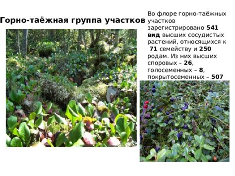 Исследование и описание видов, относящихся к семейству оленьих рожков