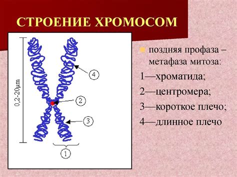 Исследование структуры и функций хромосом: новые горизонты